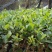 菠萝苗1年