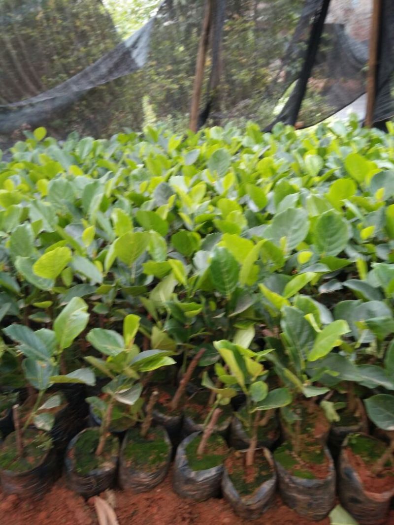 菠萝苗1年