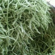 白不老15cm以上