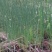 水葱50~60cm