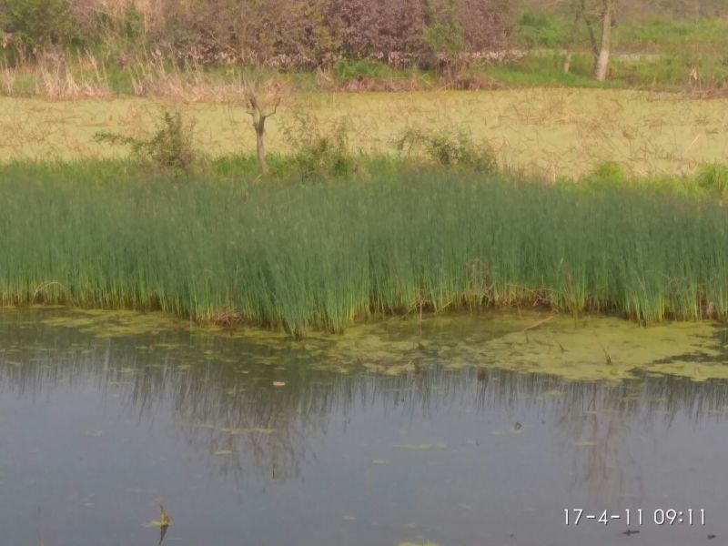 水葱50~60cm