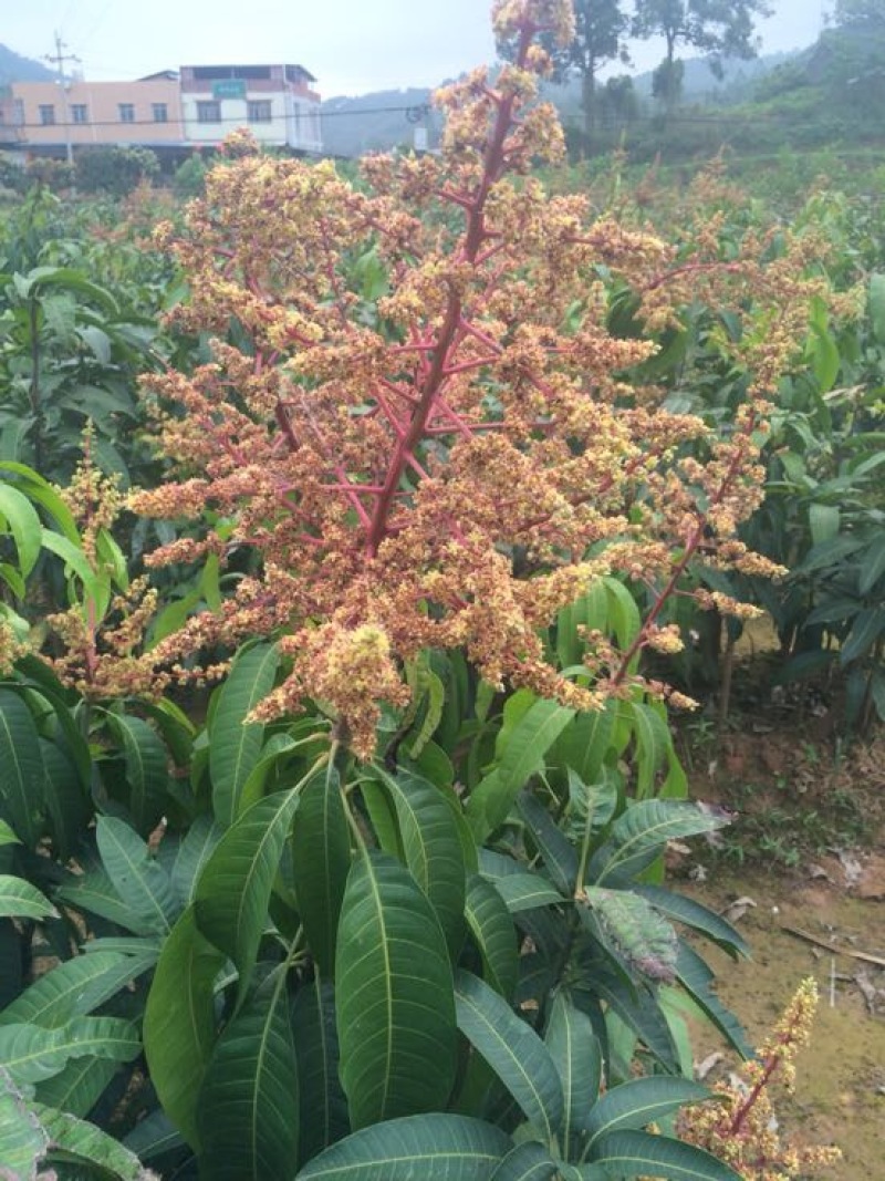 金煌芒树苗