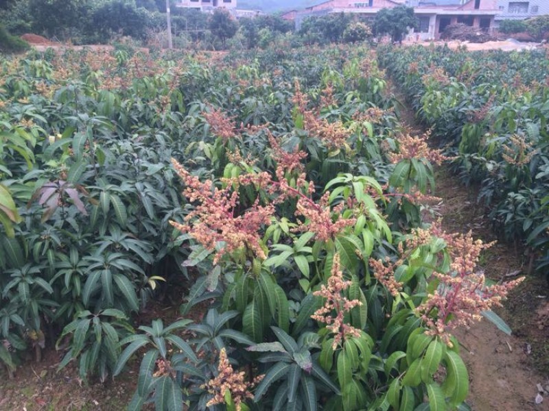 金煌芒树苗
