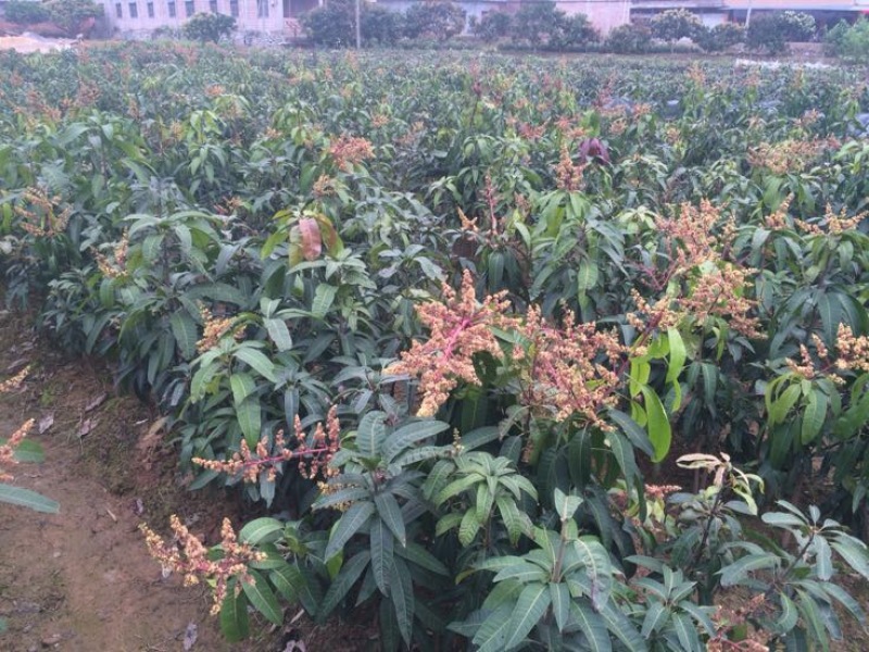 金煌芒树苗