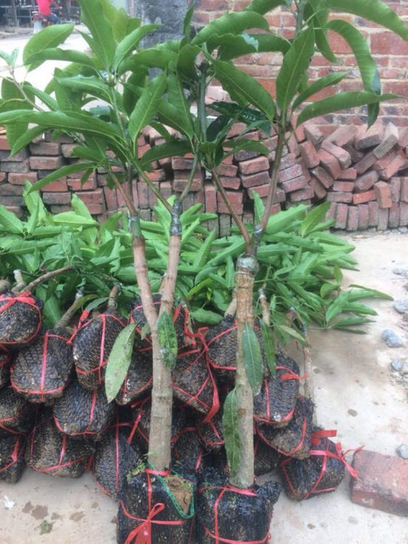 金煌芒树苗