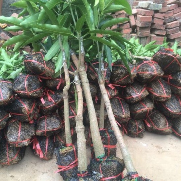 金煌芒树苗