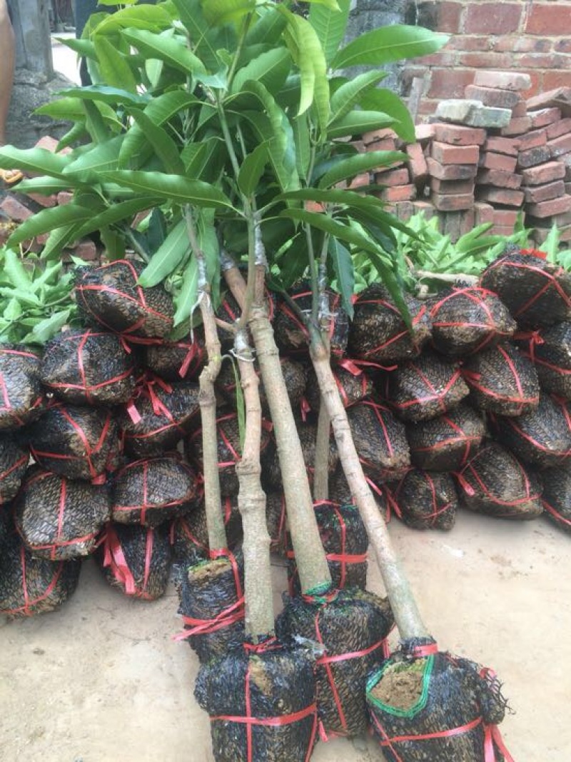 金煌芒树苗
