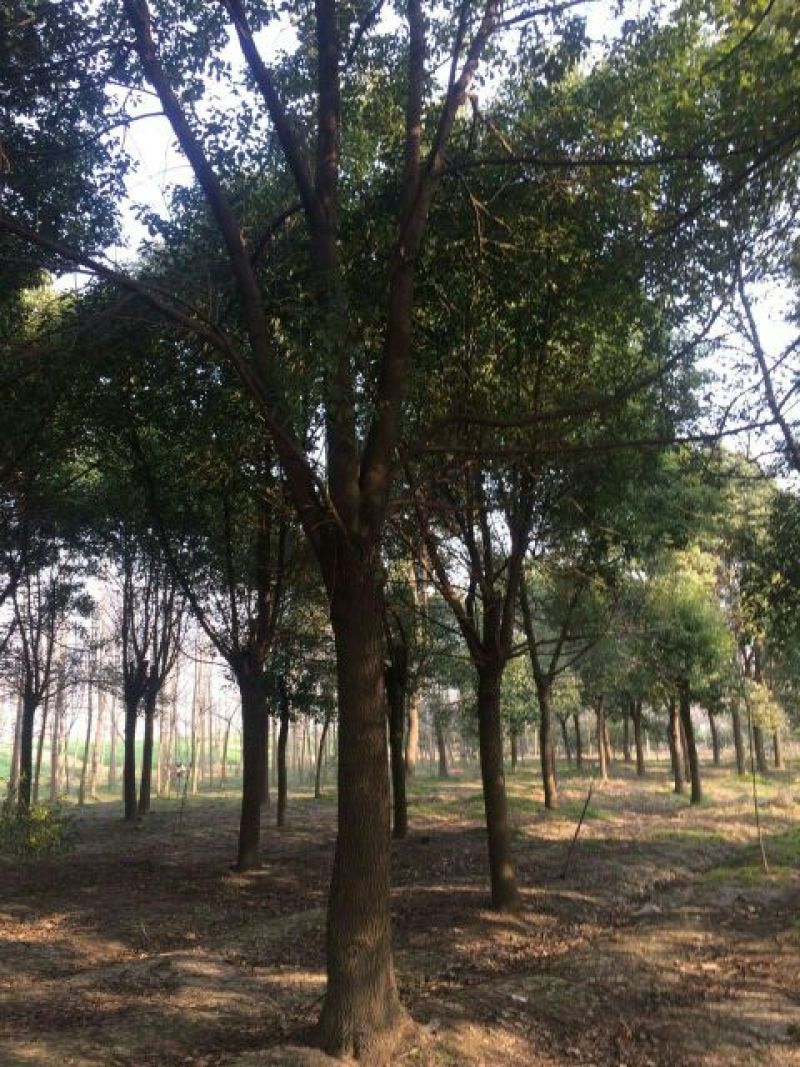 香樟18~20cm18~20cm2.5~3米