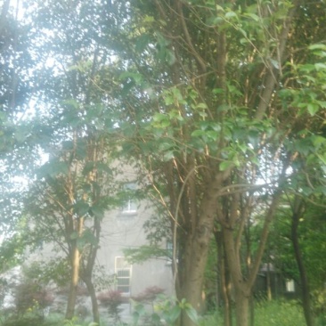 香樟18~20cm18~20cm2.5~3米