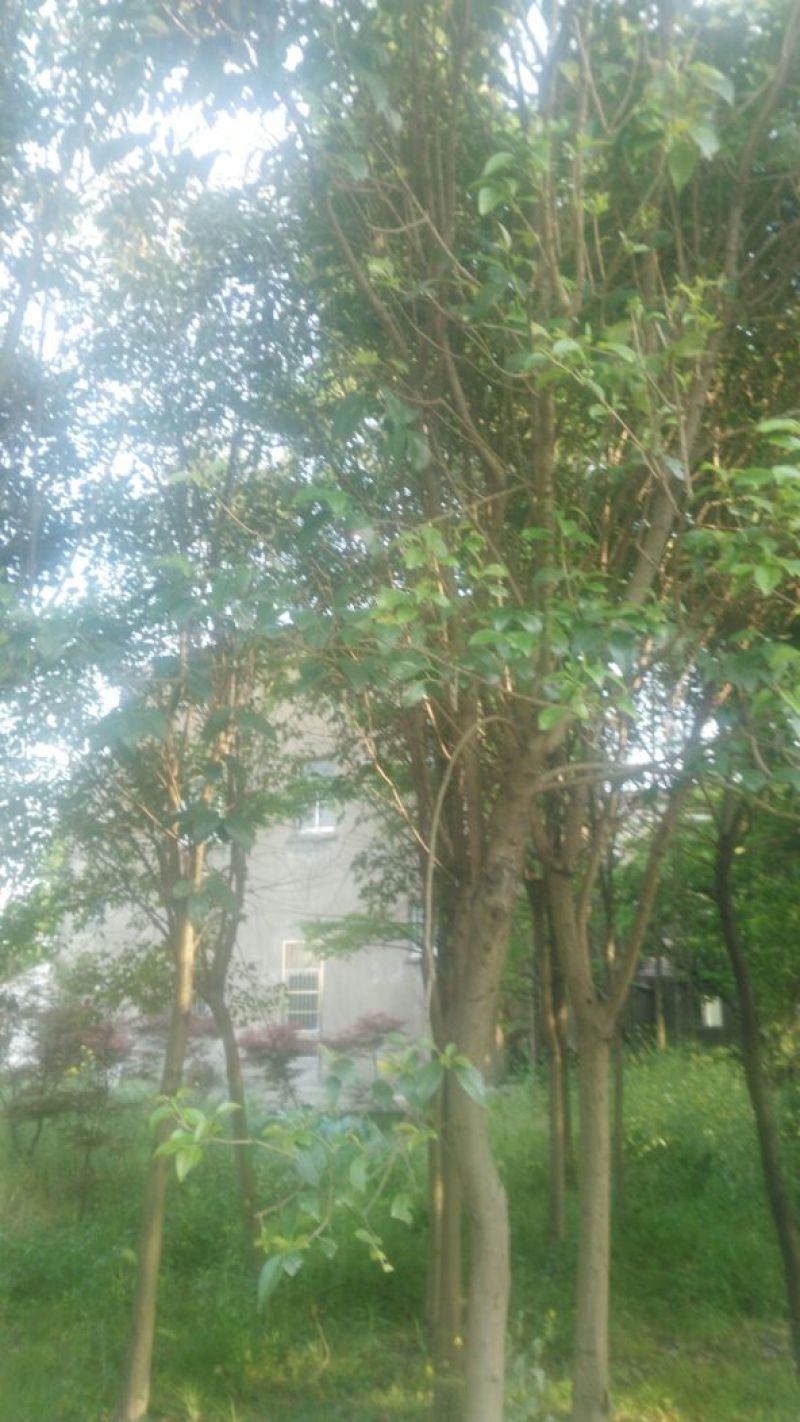 香樟18~20cm18~20cm2.5~3米