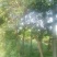 香樟18~20cm18~20cm2.5~3米