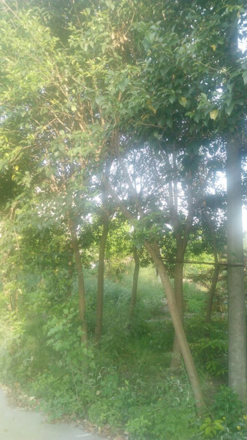 香樟18~20cm18~20cm2.5~3米