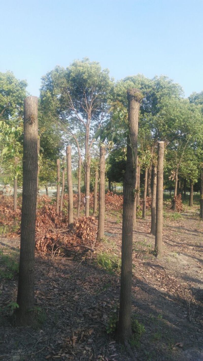 香樟18~20cm18~20cm2.5~3米