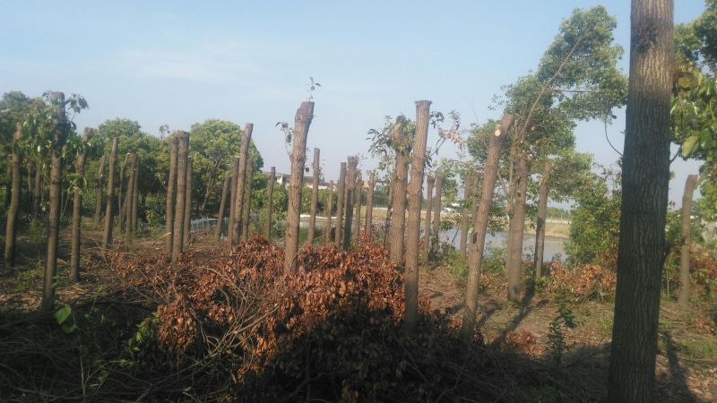 香樟18~20cm18~20cm2.5~3米