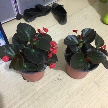 丽格海棠