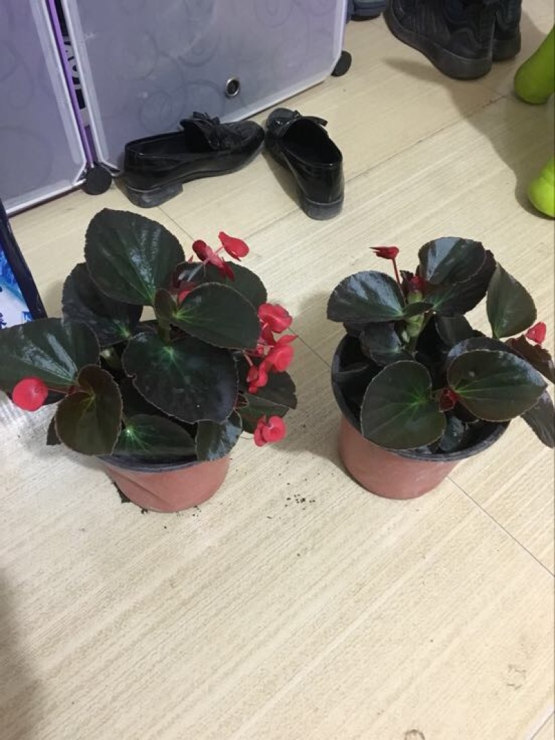 丽格海棠