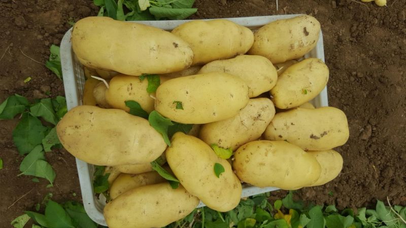 安丘大棚土豆即将大量上市