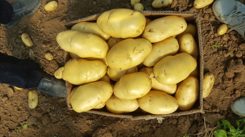 安丘大棚土豆即将大量上市