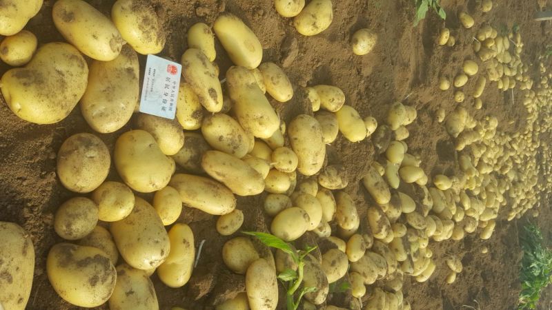 安丘大棚土豆即将大量上市