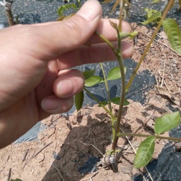 香玲核桃苗早实核桃苗薄壳核桃苗公司直销免费技术技导