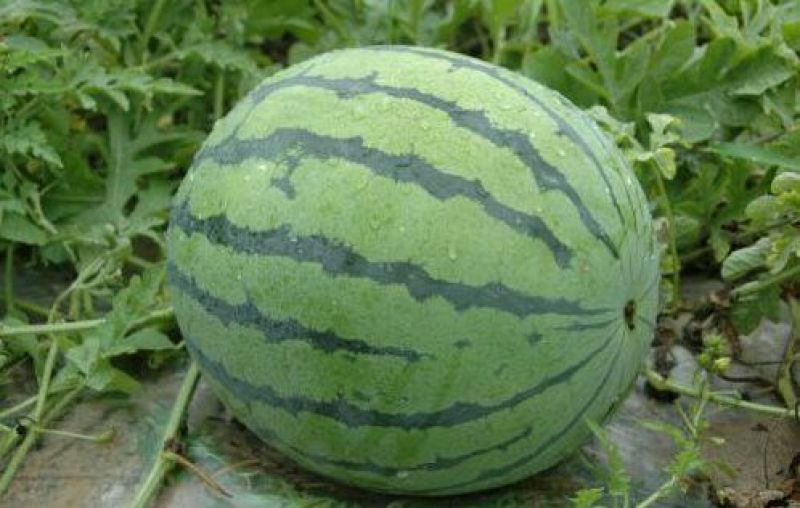 甜王西瓜7斤打底8成熟1茬基地批发价格