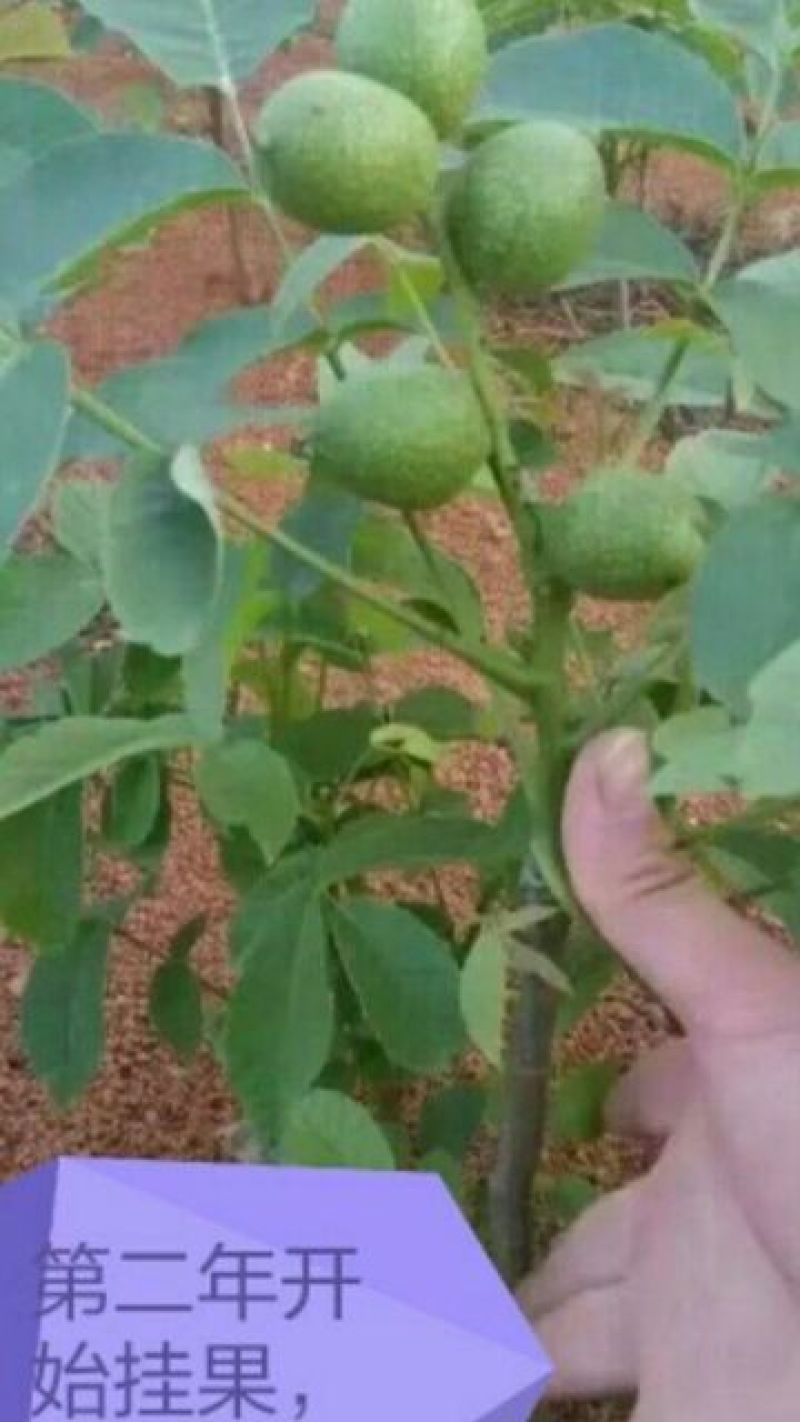 香玲核桃苗早实核桃苗薄壳核桃苗公司直销免费技术技导