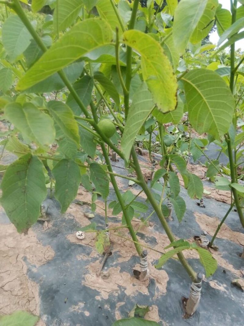 香玲核桃苗早实核桃苗薄壳核桃苗公司直销免费技术技导