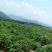 香玲核桃苗早实核桃苗薄壳核桃苗公司直销免费技术技导