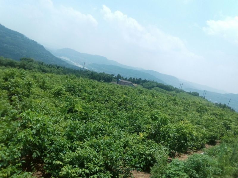 香玲核桃苗早实核桃苗薄壳核桃苗公司直销免费技术技导