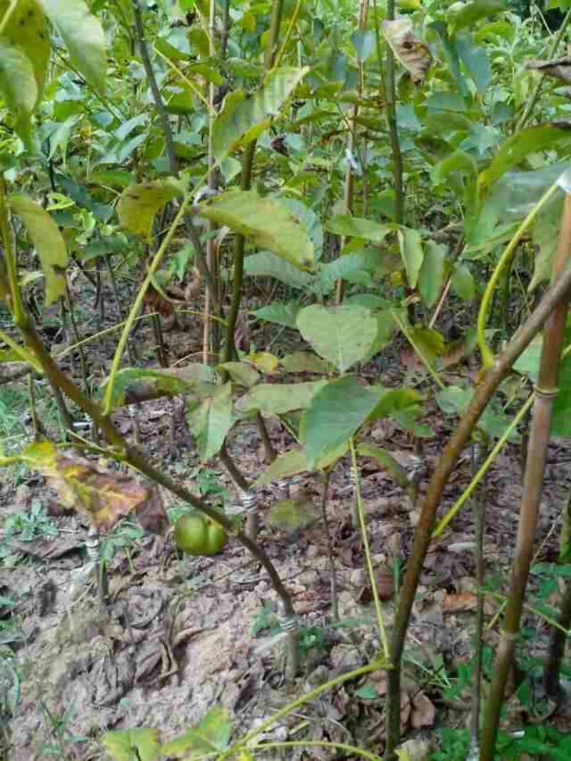 香玲核桃苗早实核桃苗薄壳核桃苗公司直销免费技术技导