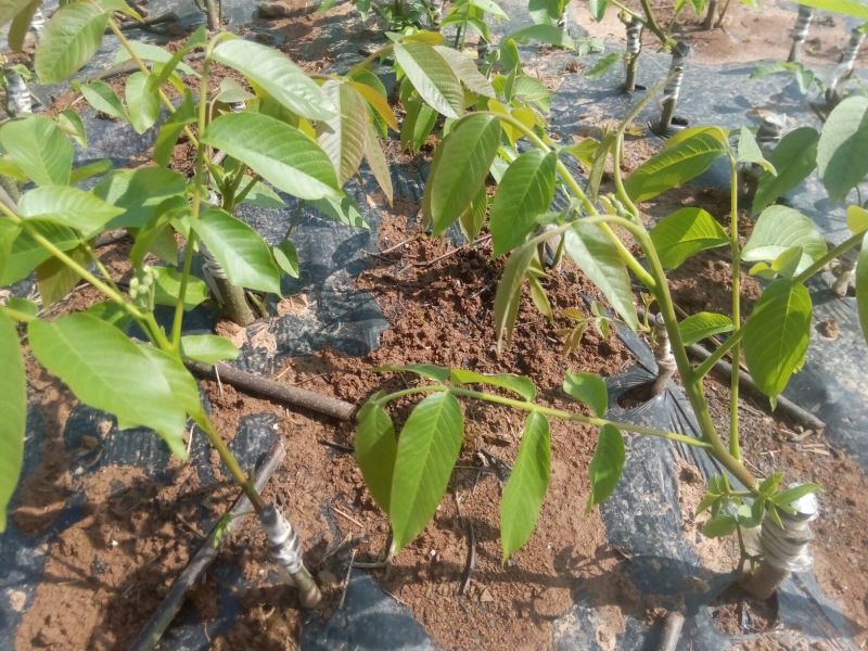 香玲核桃苗早实核桃苗薄壳核桃苗公司直销免费技术技导