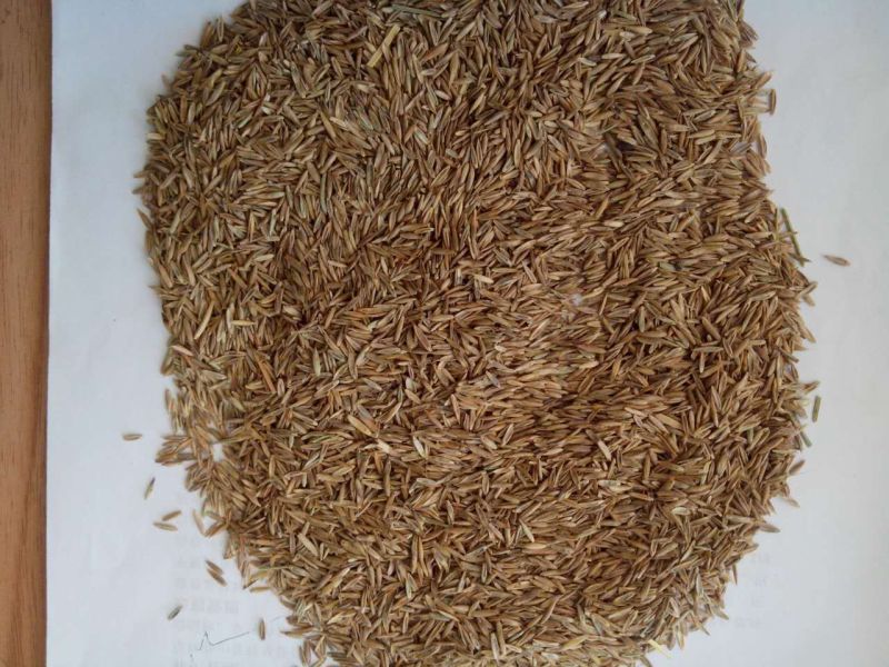 高羊茅草种支持货到付款免费发票