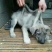 狼青犬