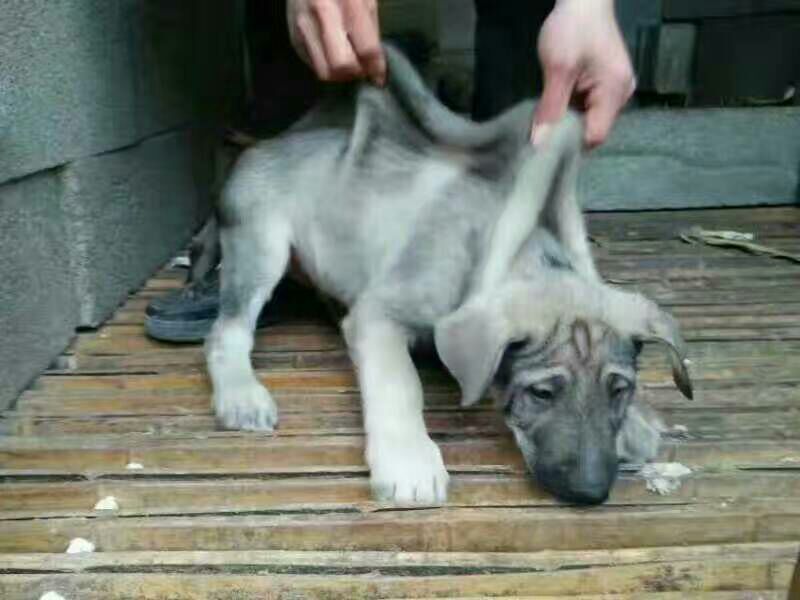 狼青犬