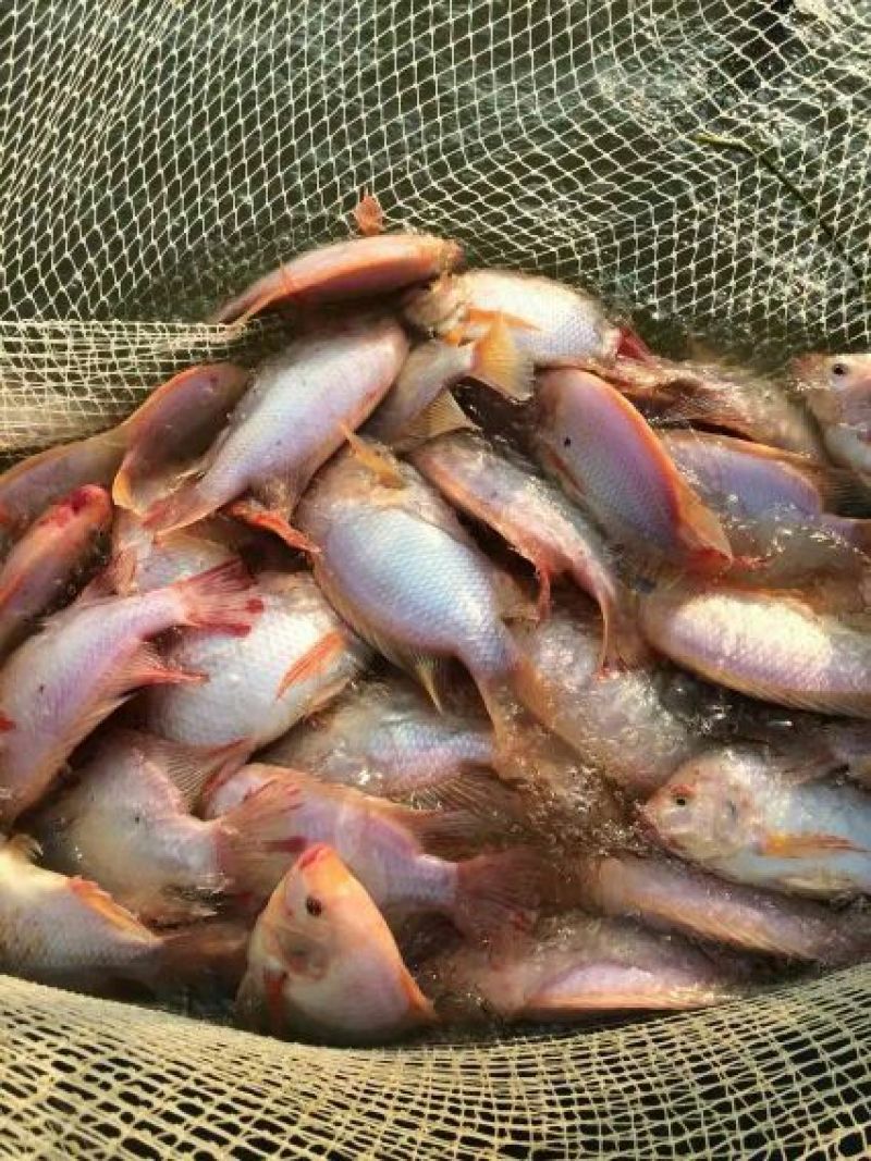 红罗非鱼苗彩虹雕鱼苗红珍珠鱼苗豹纹红