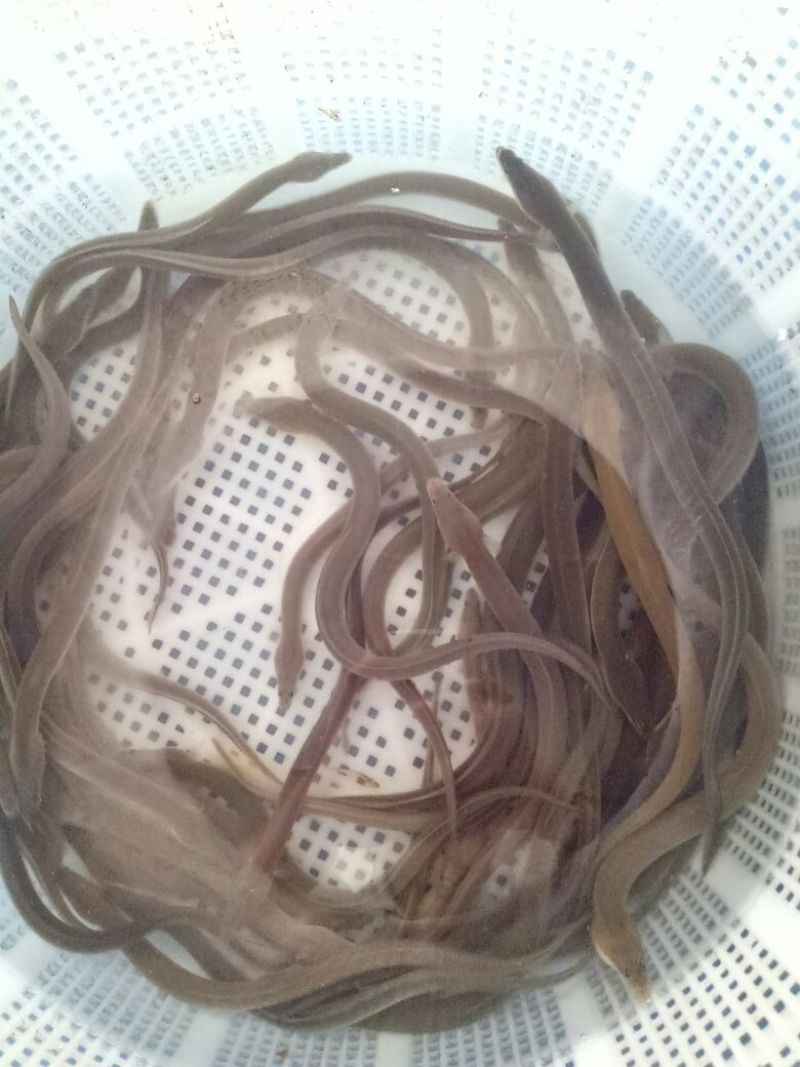 白鳝鱼苗日本白鳗鱼苗欧洲鳗鱼苗花鳗鱼苗