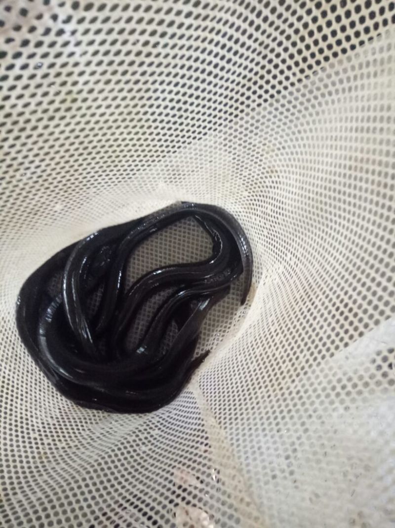 白鳝鱼苗日本白鳗鱼苗欧洲鳗鱼苗花鳗鱼苗