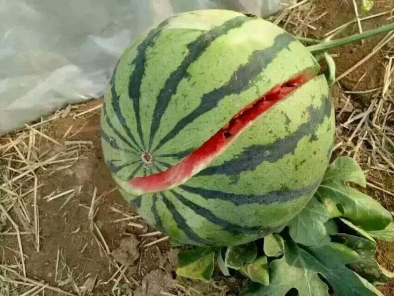 京欣西瓜8斤打底9成熟皮薄大红瓤，货源充足，价不高