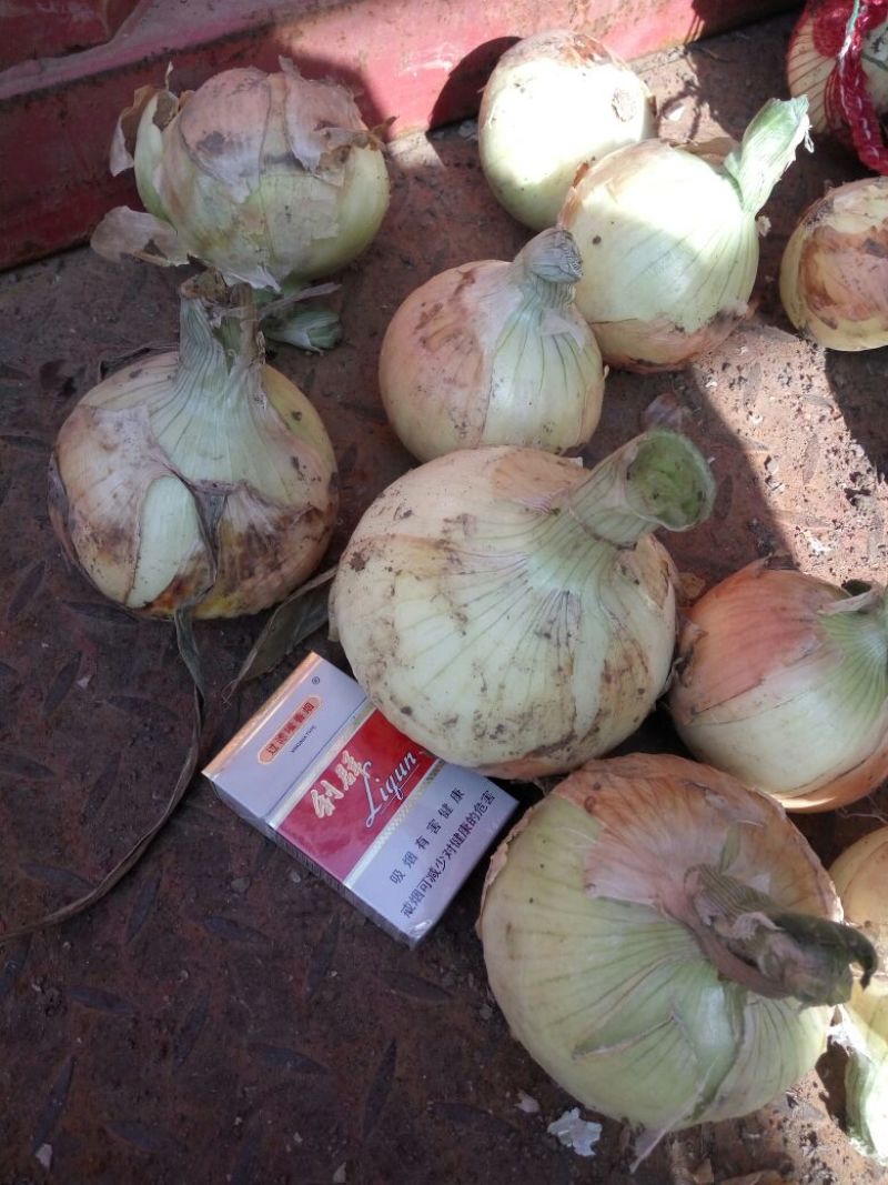黄皮洋葱