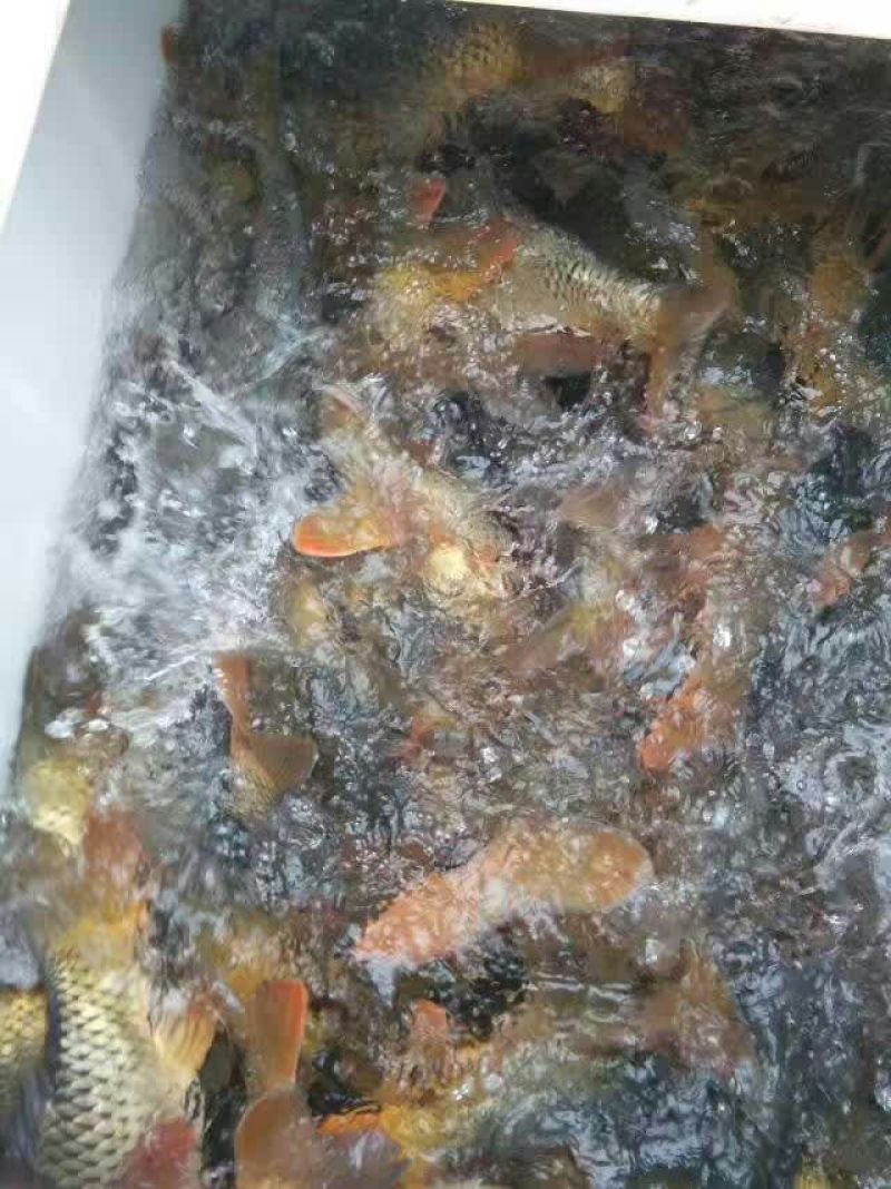 鲤鱼食用1~2公斤