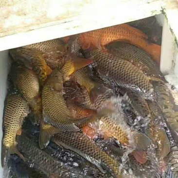 鲤鱼食用1~2公斤