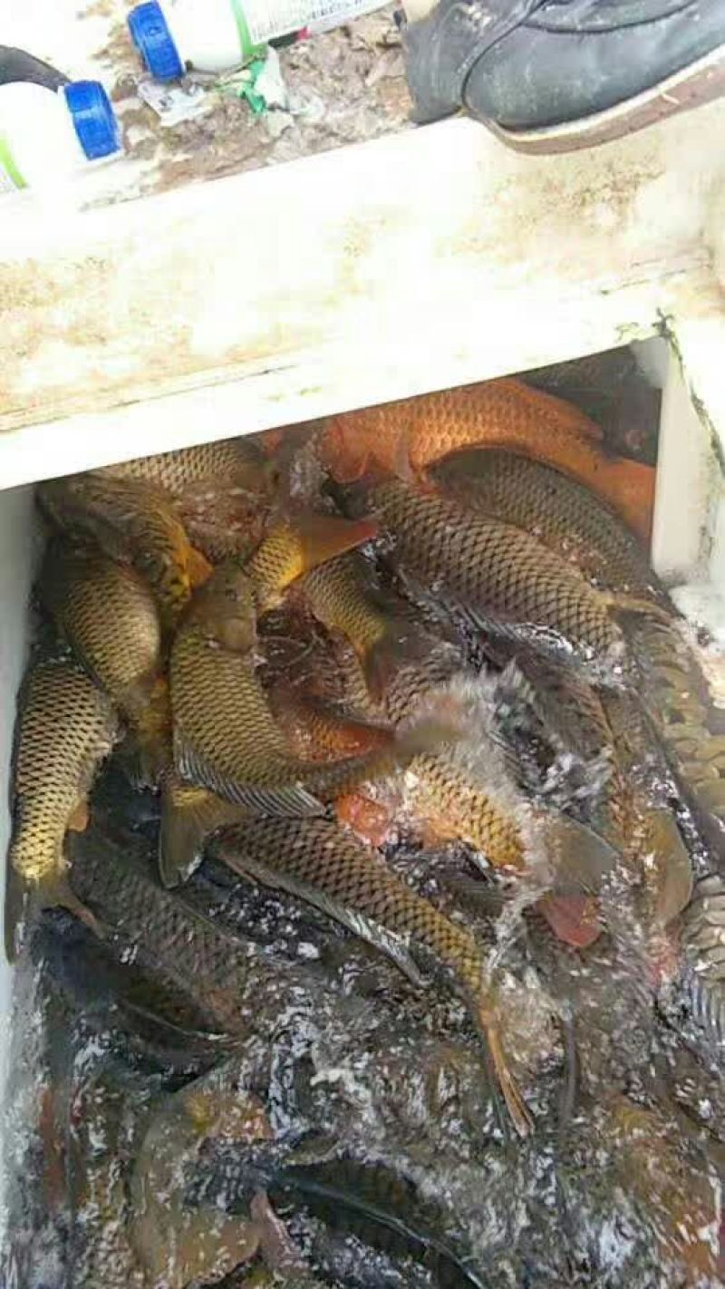 鲤鱼食用1~2公斤