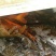 鲤鱼食用1~2公斤