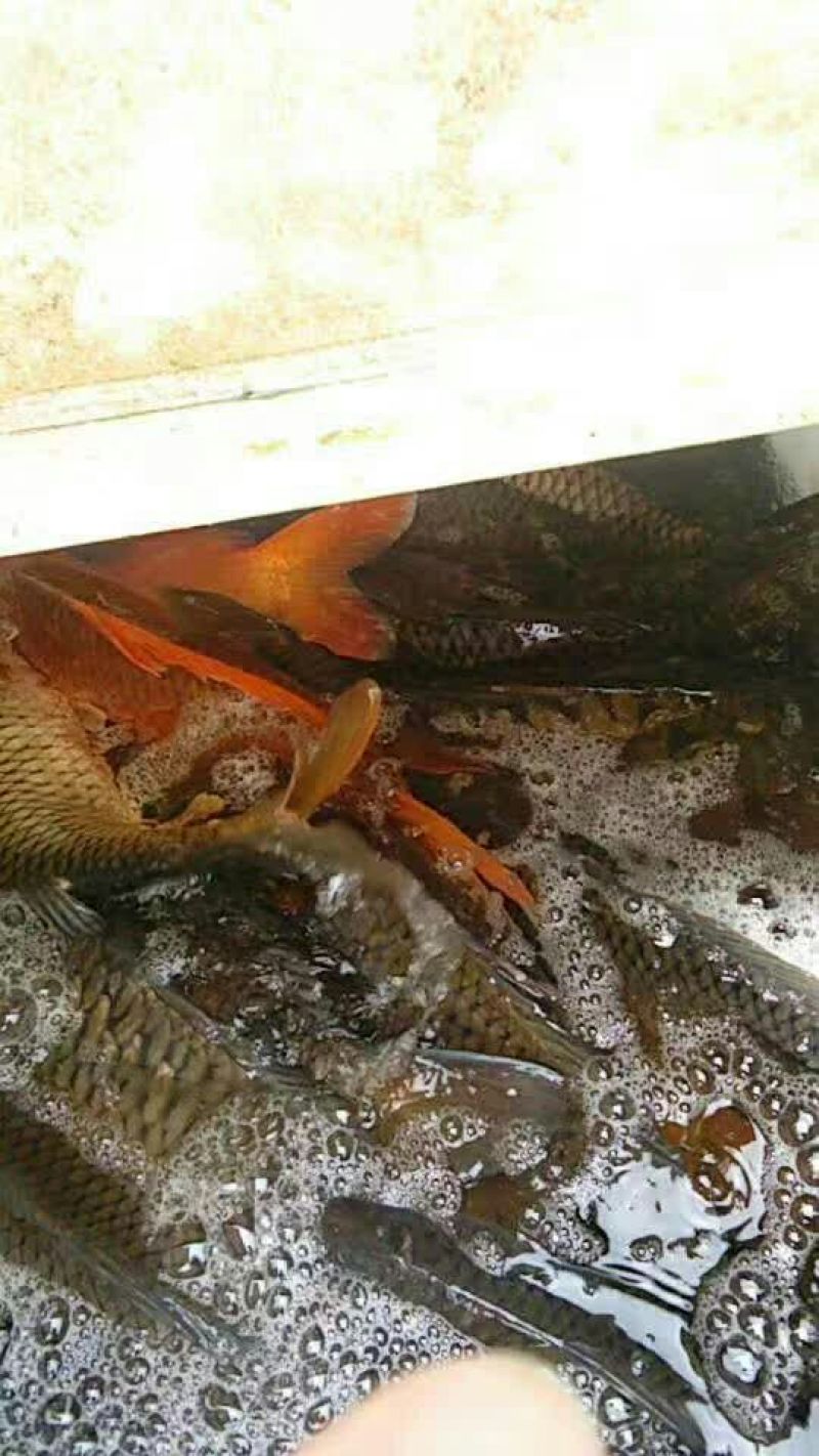 鲤鱼食用1~2公斤