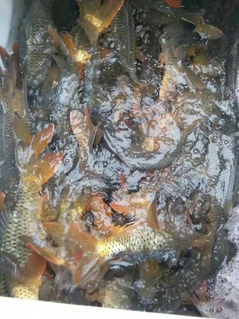 鲤鱼食用1~2公斤