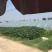 8424西瓜5斤打底8成熟1茬