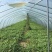 8424西瓜5斤打底8成熟1茬
