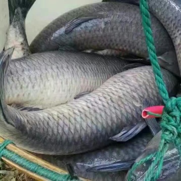 青鱼食用活鱼
