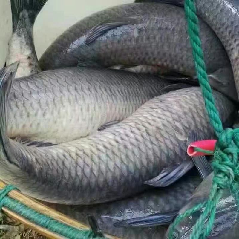 青鱼食用活鱼