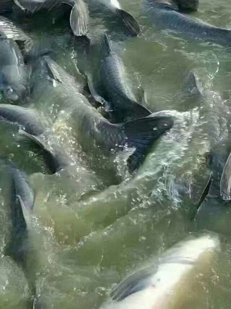青鱼食用活鱼